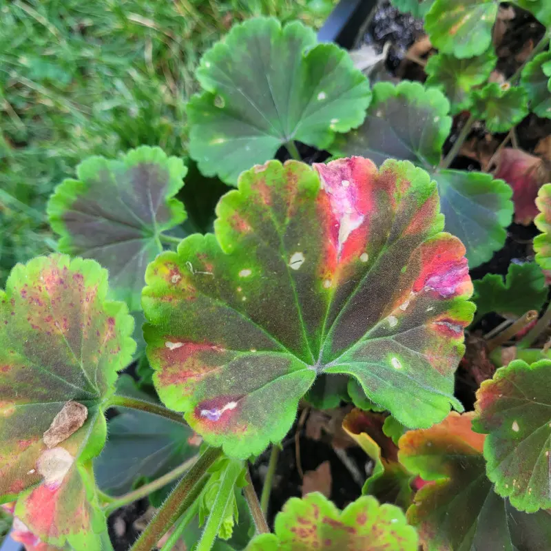 Czemu liście pelargonii czerwienieją?