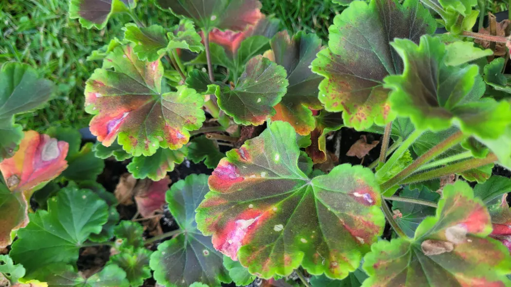 Czerwone plamy na liściach pelargonii - przyczyny i rozwiązania