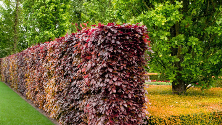 Czerwony żywopłot. Sprawdź, jakie odmiany buka wybrać i jak zrobić "czerwoną ścianę"
