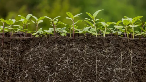 Gleba jak gąbka? Naturalnie – zdrowa, żywa, żyzna i odporna na suszę