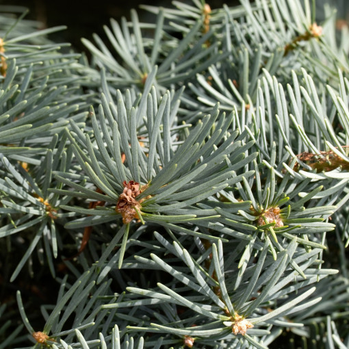 Jodła kalifornijska 'Compacta'