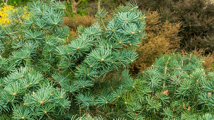 Jodła kalifornijska 'Compacta'