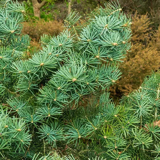 Jodła kalifornijska 'Compacta'