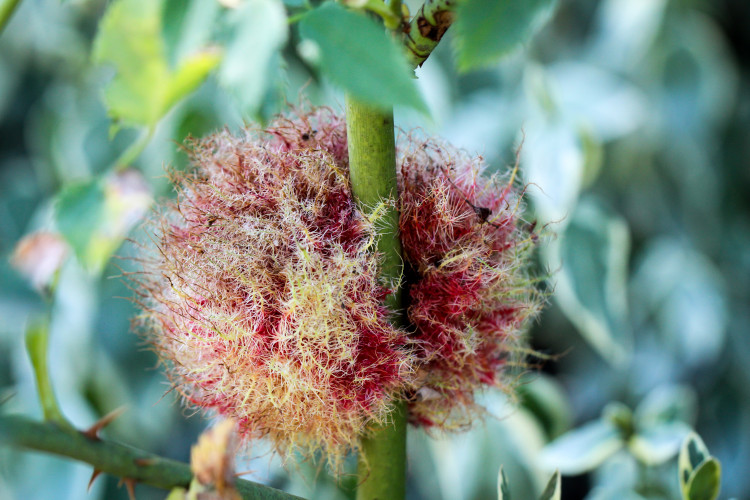 Szypszyniec różany – narośl na róży. Co to za "włochata kulka"?