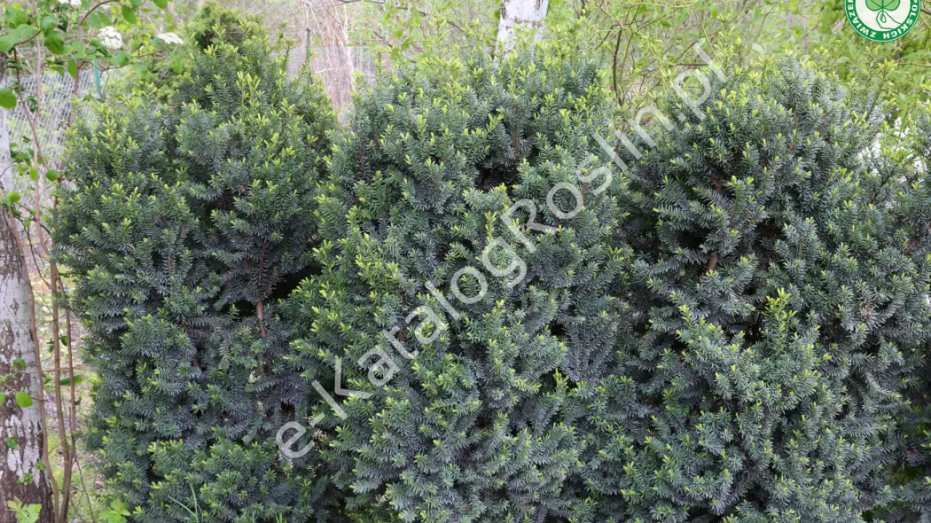 Cis pośredni (Taxus xmedia) 'Hillii'