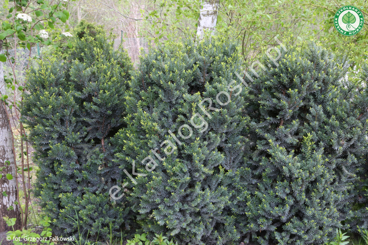 Cis pośredni 'Hillii'