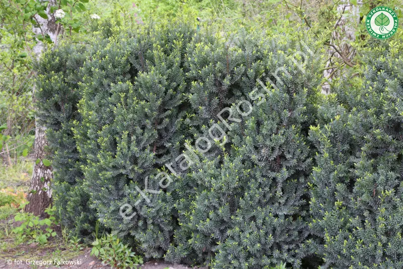 cis pośredni (Taxus xmedia)  'Hillii' w ogrodzie