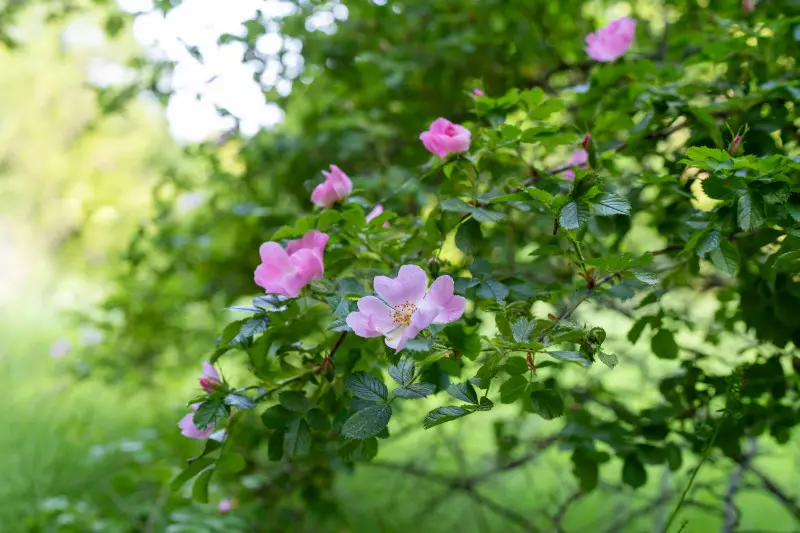 Kwitnąca dzika róża (Rosa canina)