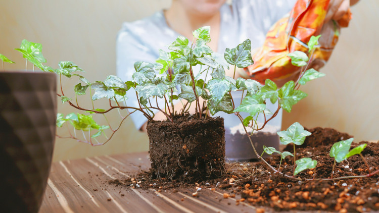 Przesadzanie bluszczu doniczkowego – kiedy i jak to robić, by był gęsty i zdrowy?