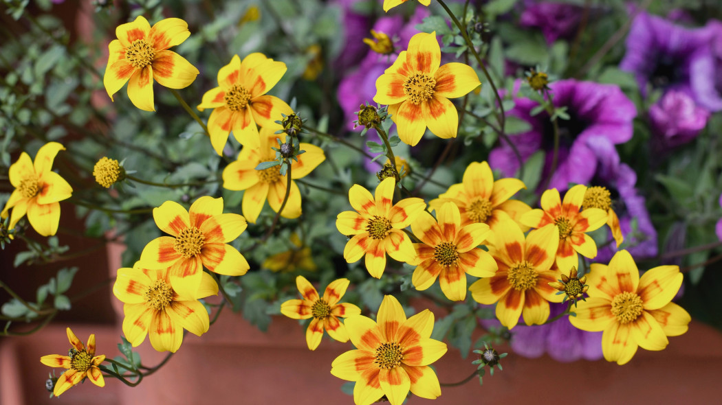 Uczep rózgowaty (Bidens ferulifolia)