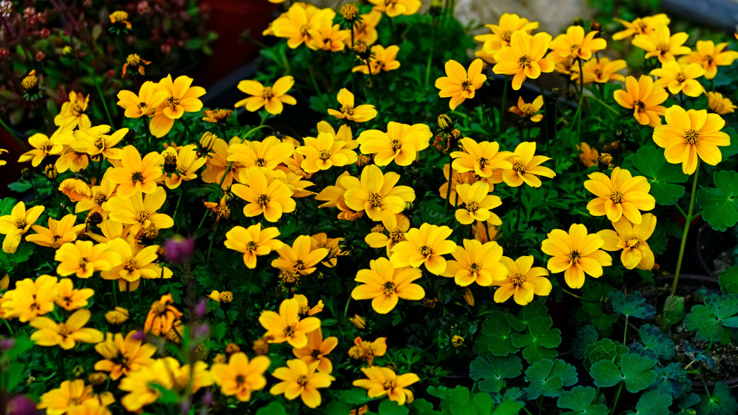 Uczep rózgowaty (Bidens ferulifolia)