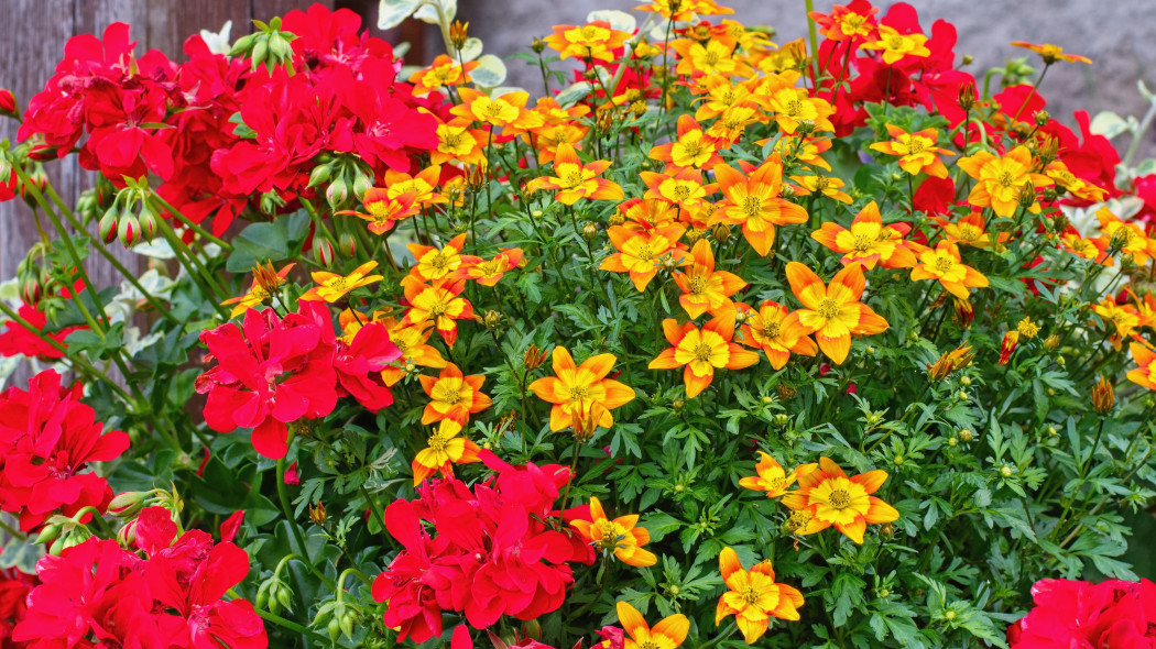 Uczep rózgowaty (Bidens ferulifolia)