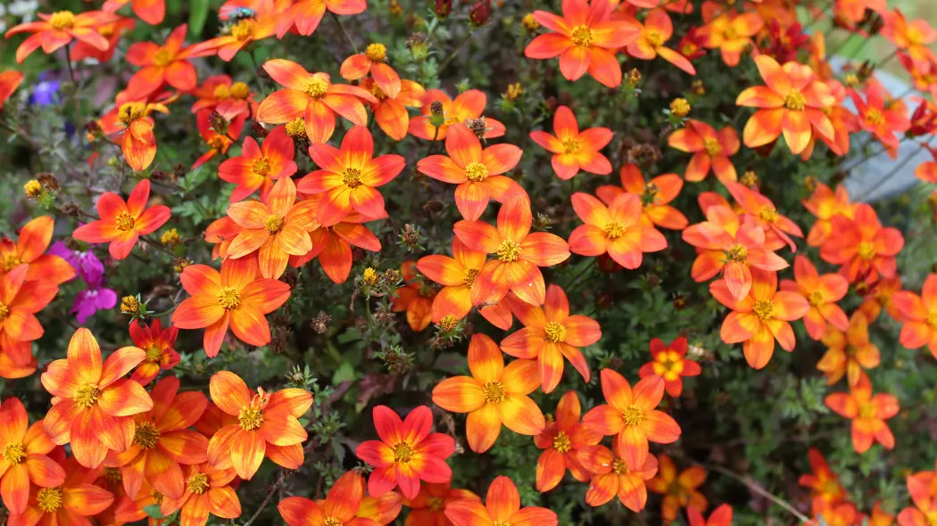 Uczep rózgowaty (Bidens ferulifolia)