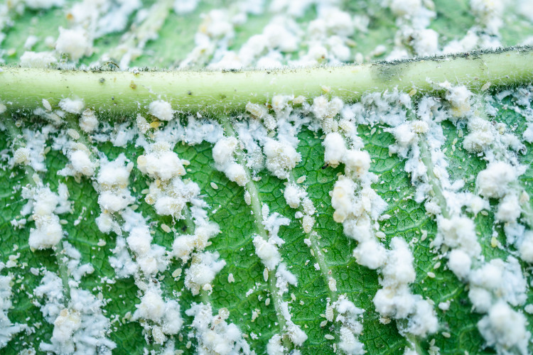 Biały i lepki nalot na roślinach doniczkowych. Jak rozpoznać i zwalczyć wełnowce w domu?