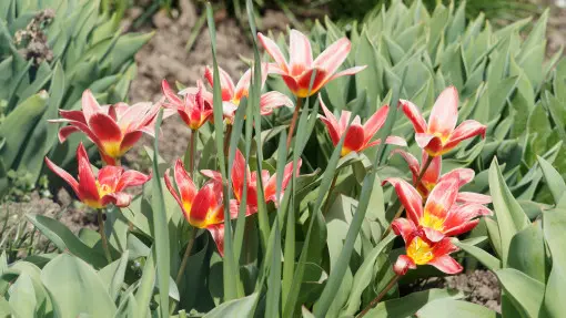 Tulipan 'Fashion'