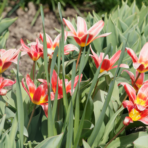 Tulipan 'Fashion'