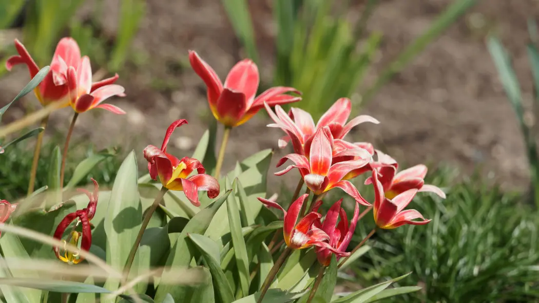Tulipan 'Fashion'