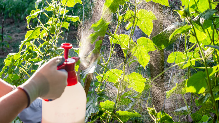 Sierpniowe opryski warzyw – co stosować, by ochronić plony przed chorobami i szkodnikami?