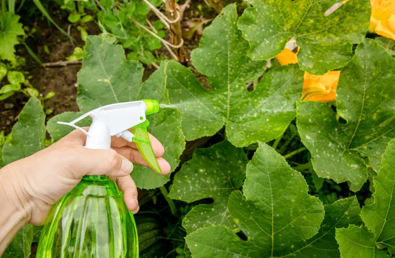 Uniwersalne naturalne metody i alternatywy dla środków przeciwgrzybowych