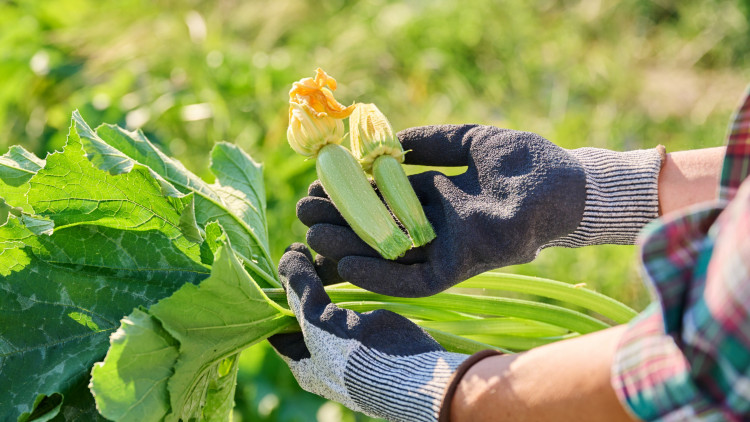 Maleńkie cukinie z kwiatami – co można zrobić z mini-cukinii? Zaskakująco smaczne przepisy