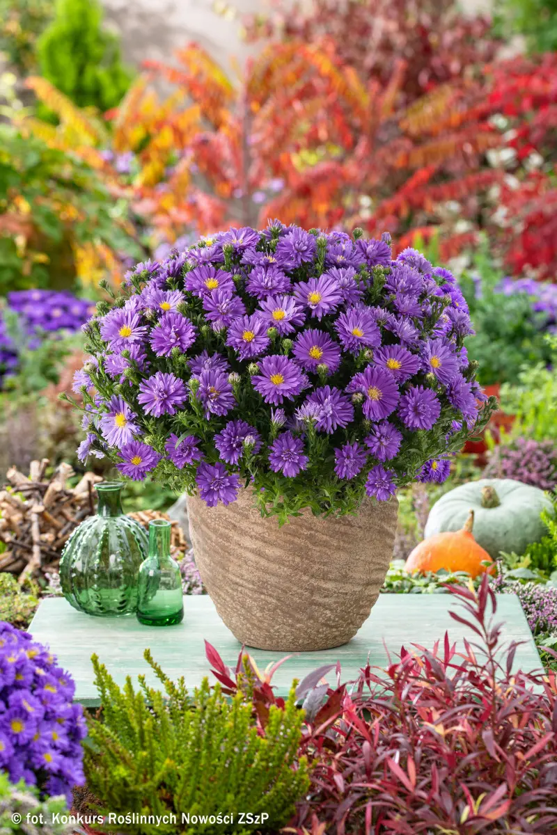 Aster dumosus ALPHA DARK PURPLE LAUNCH