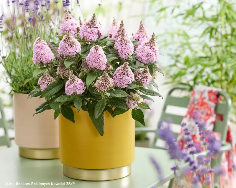 https://zszp.pl/roslina/konkurs-roslin-nowosci-zszp/konkurs-roslinnych-nowosci-2025/buddleja-davidii-little-rockstars-pink/