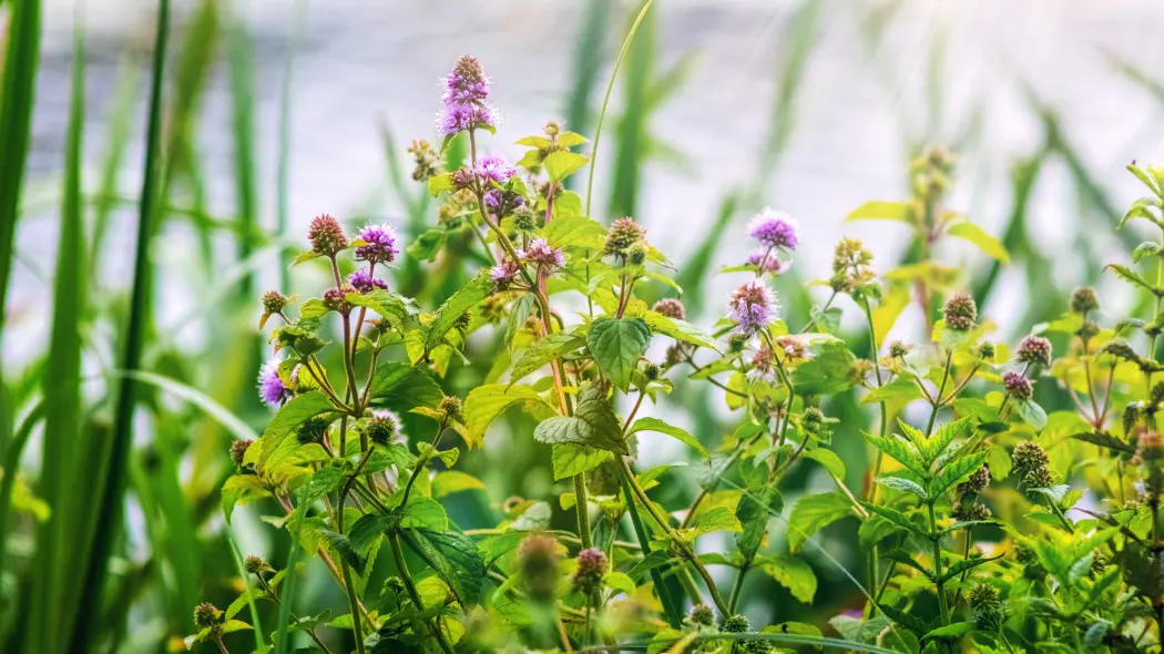 Mięta nadwodna, wodna (Mentha aquatica)