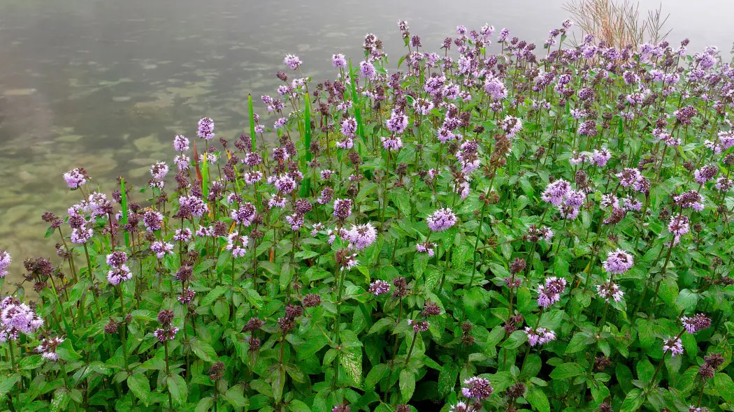 Mięta nadwodna, wodna (Mentha aquatica)