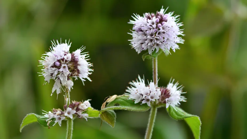 Mięta nadwodna, wodna (Mentha aquatica)