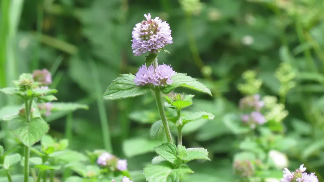 Mięta nadwodna, wodna (Mentha aquatica)