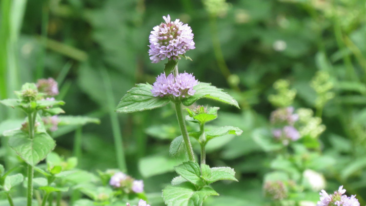 Mięta wodna / Mięta nadwodna