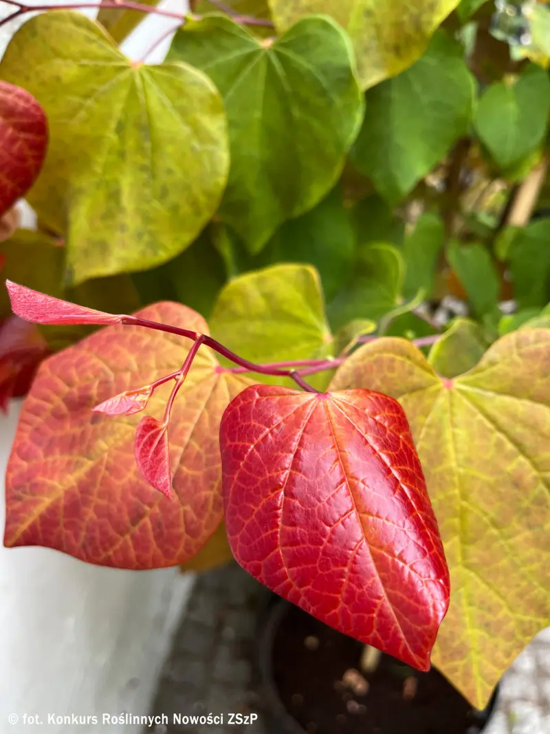 Cercis canadensis HEARTS A’FIRE