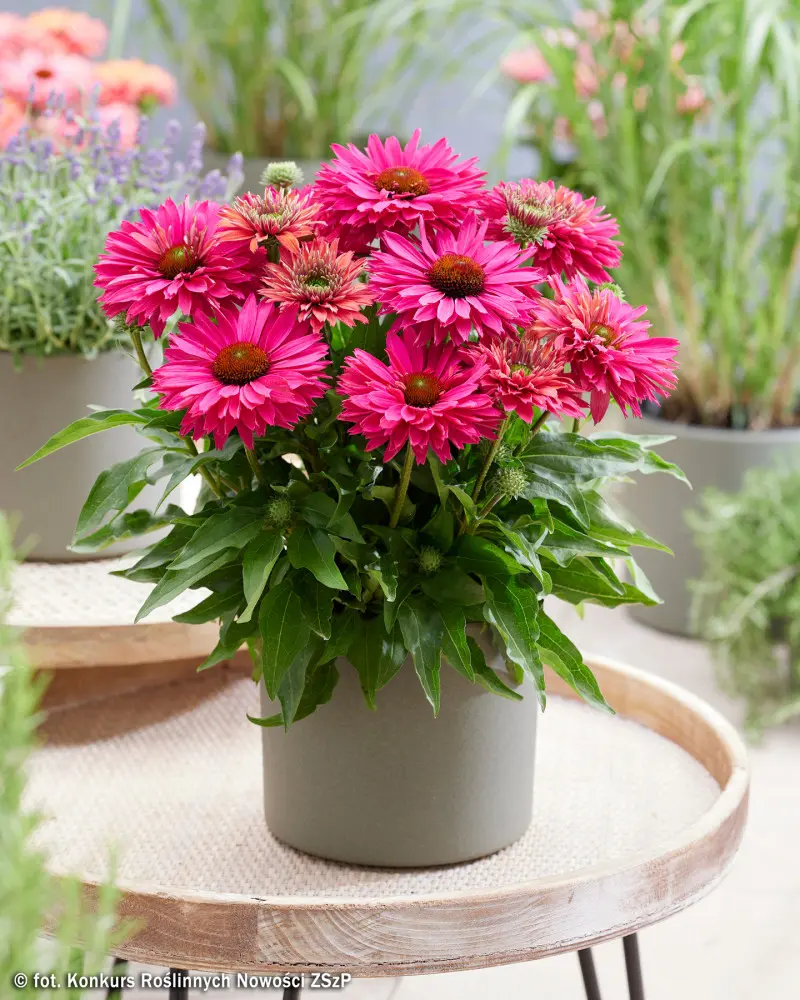 Echinacea SUNSEEKERS SWEET FUCHSIA