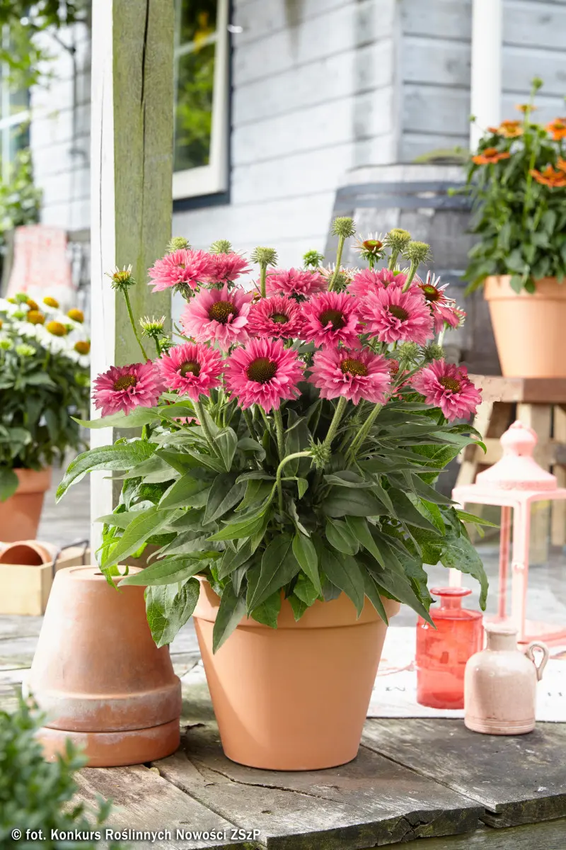 Echinacea purpurea BOLERO PINK
