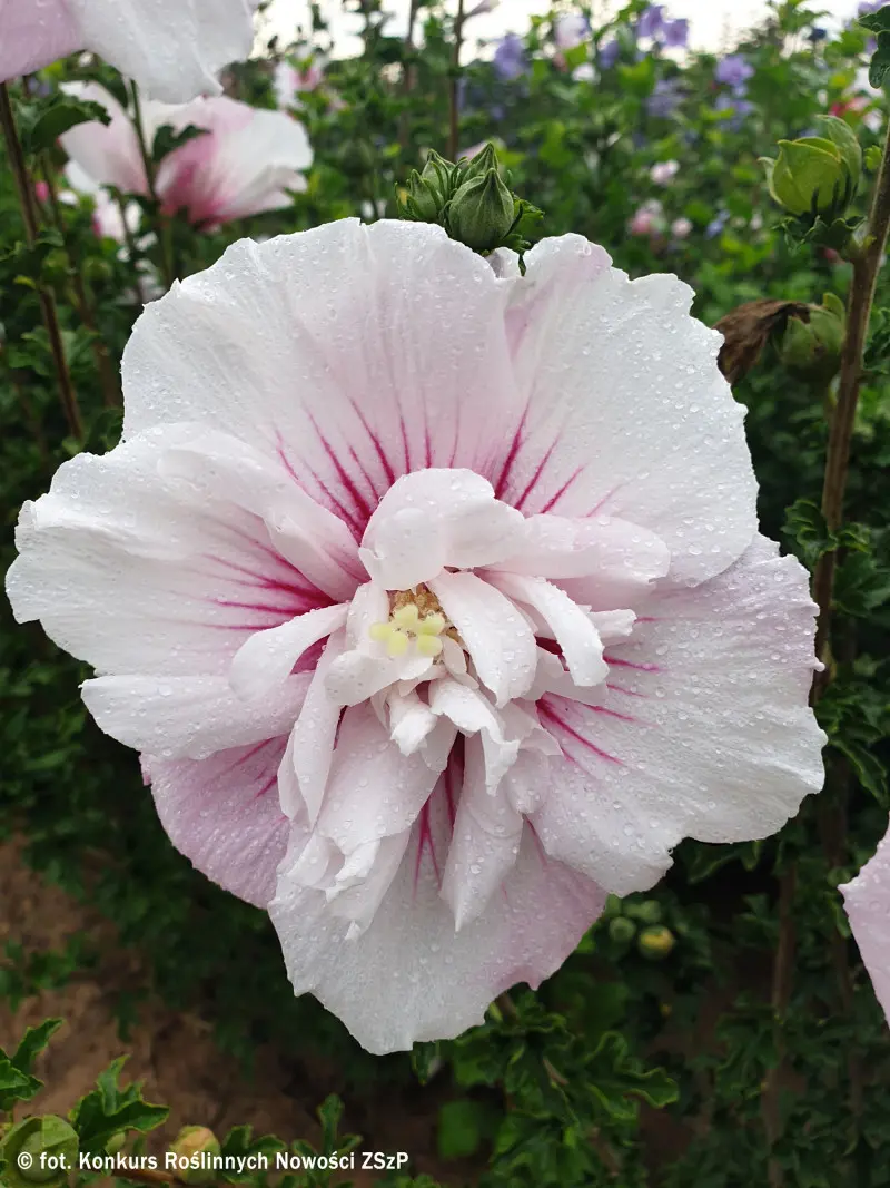 Hibiscus syriacus BEAUTIFULL SEDUCTION