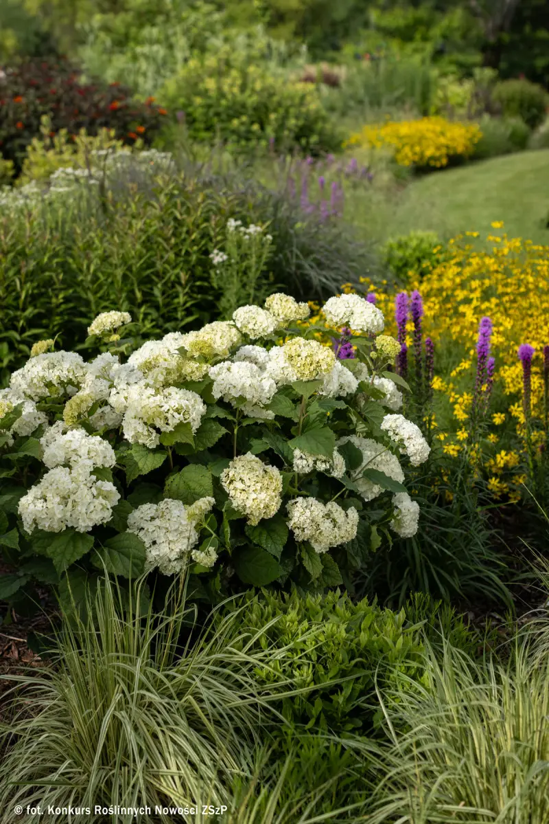 Hydrangea arborescens FIRST EDITIONS FLOWERWOW