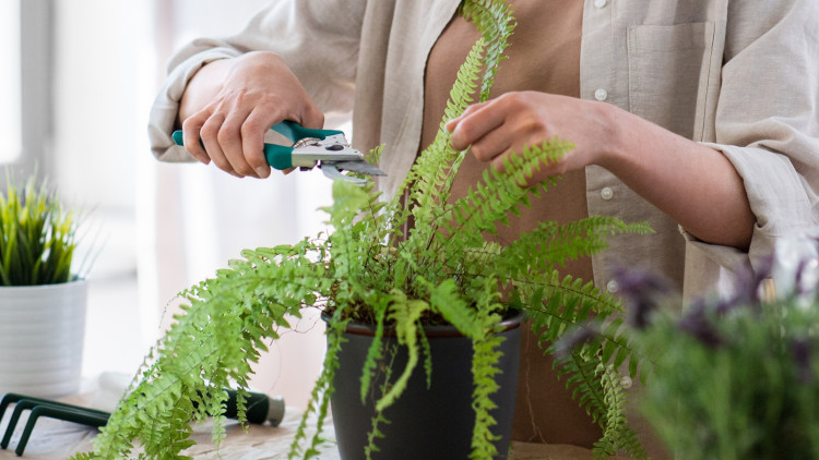 Przycinanie paproci doniczkowych – czy naprawdę tego potrzebują?