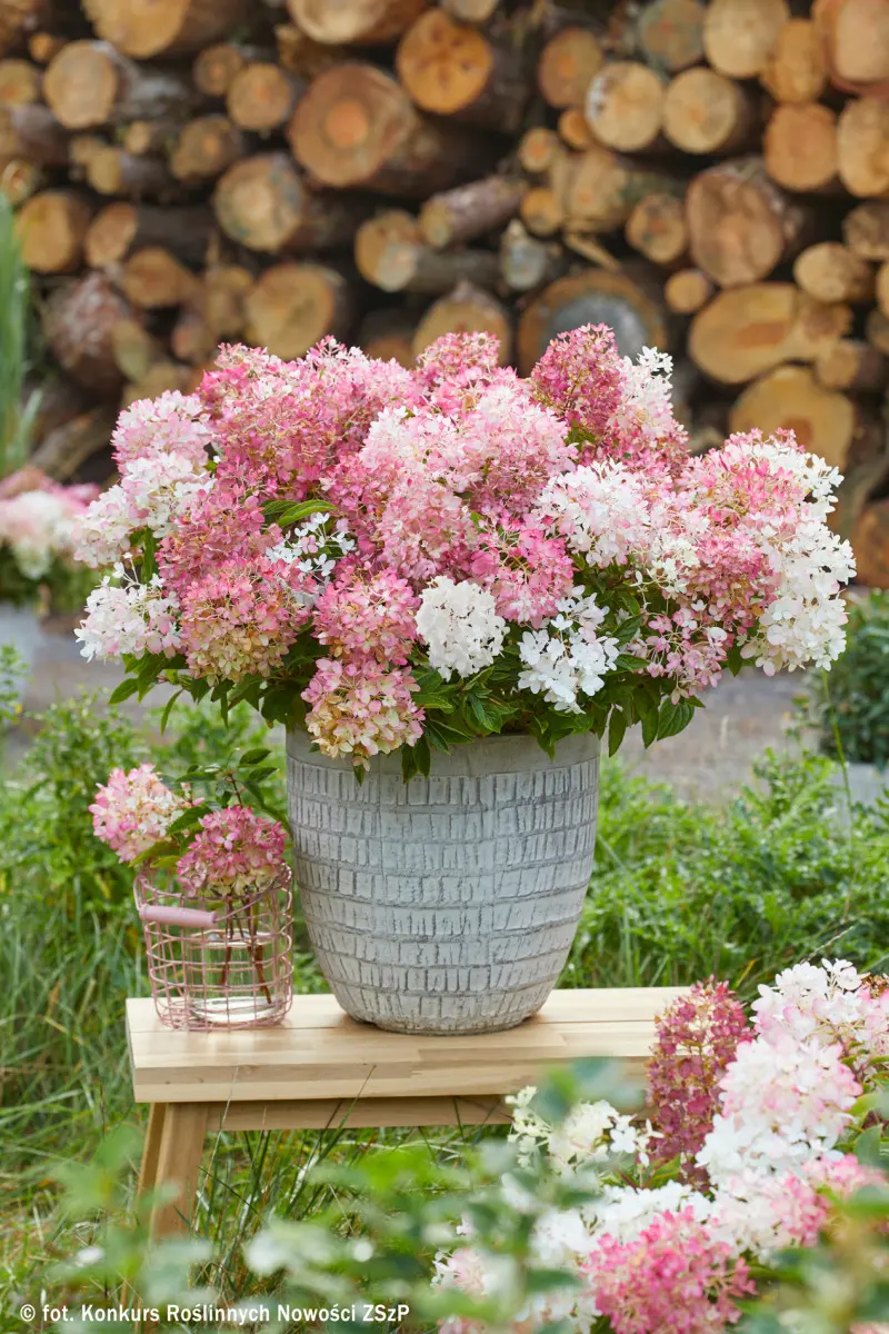 Hydrangea paniculata GROUNDBREAKER BLUSH