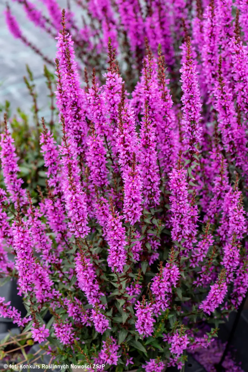 Lythrum ‘Luminara Lilac’