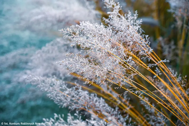 Molinia caerulea ‘Banshee’