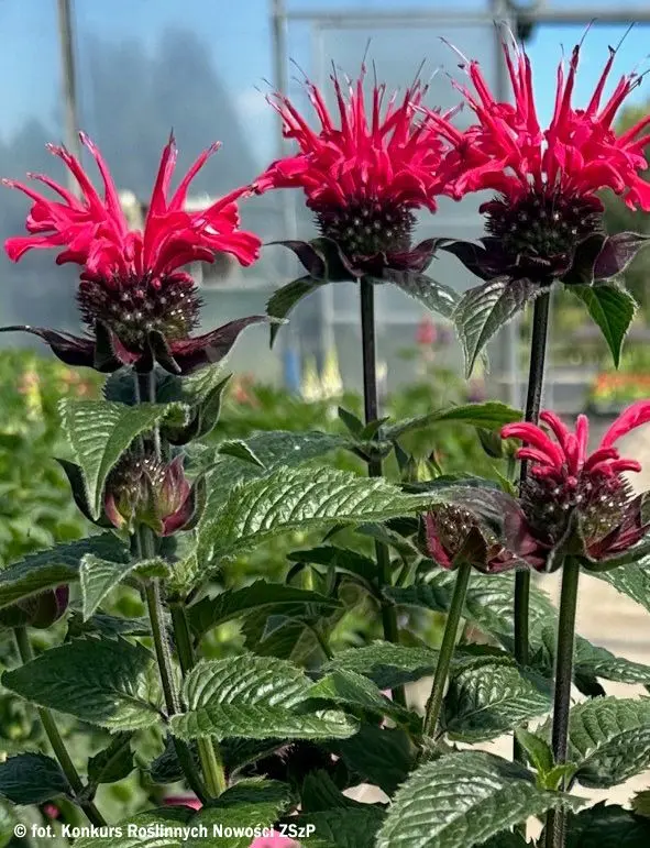 Monarda didyma SUPER WINGS RED