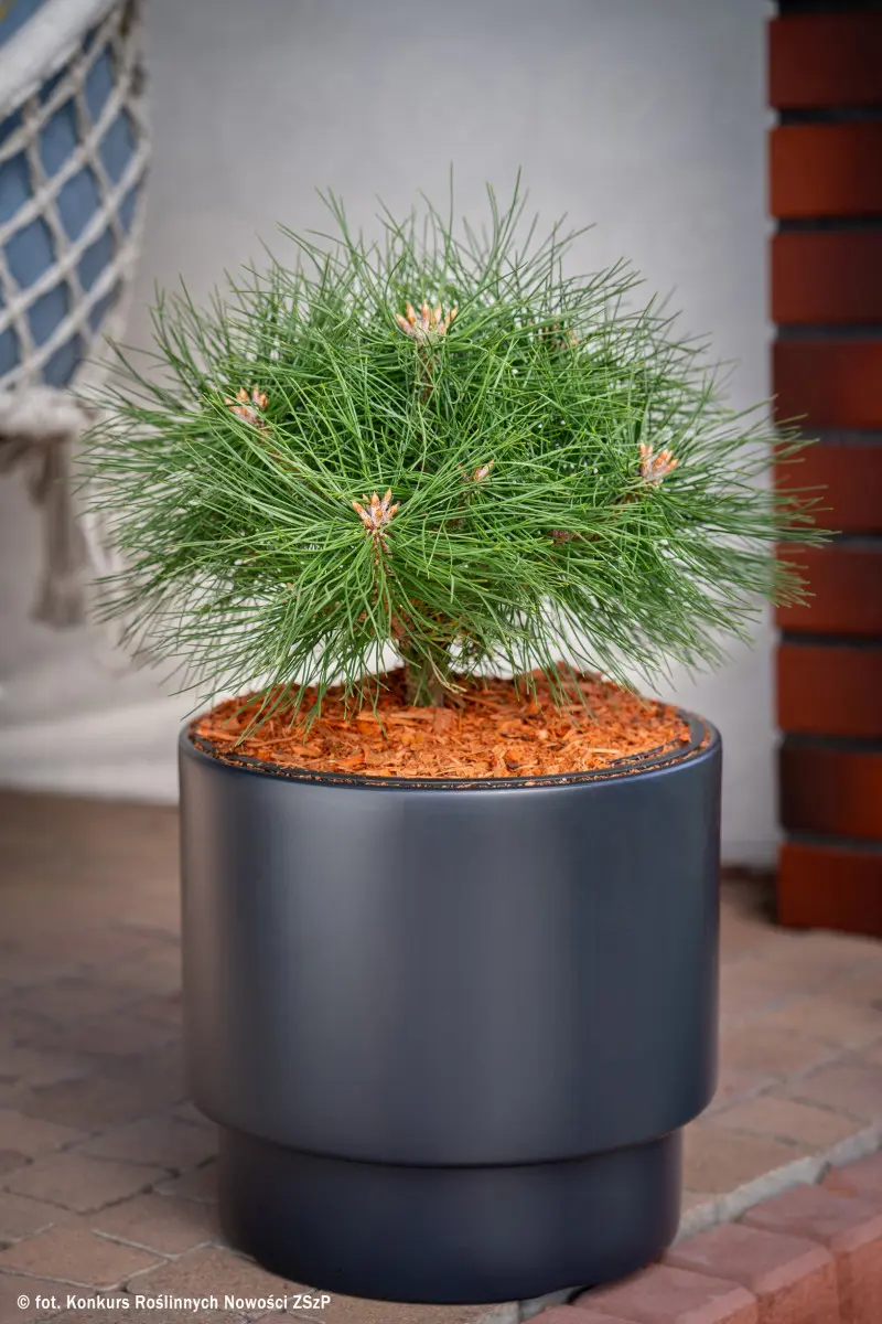 Pinus nigra ‘Ajandek’