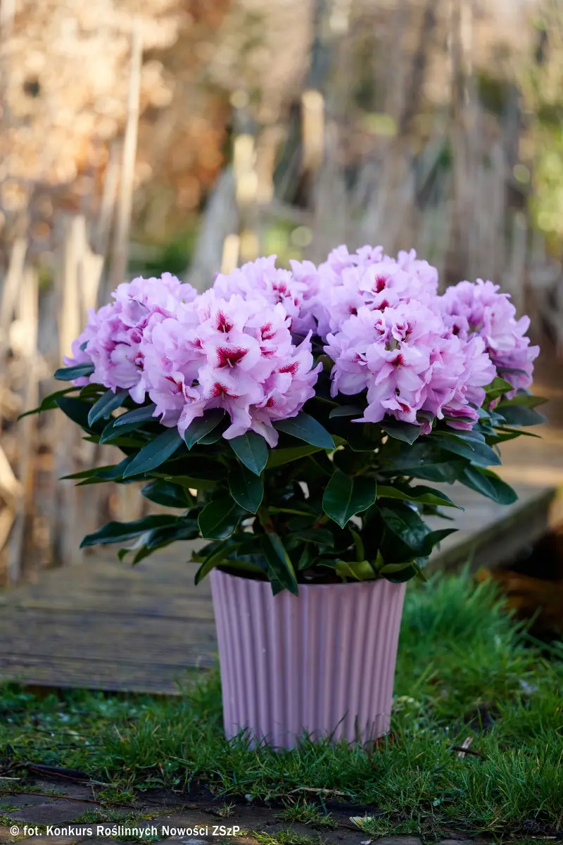 Rhododendron ‘Lila Flame’