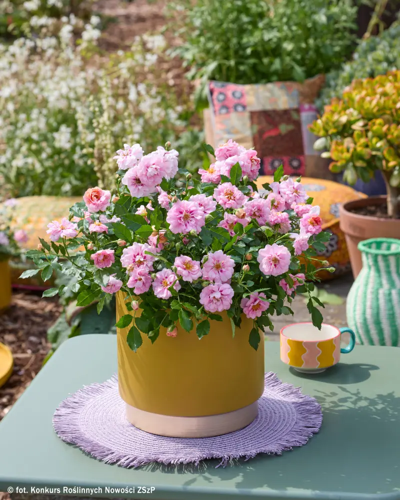 Rosa AMIROSE