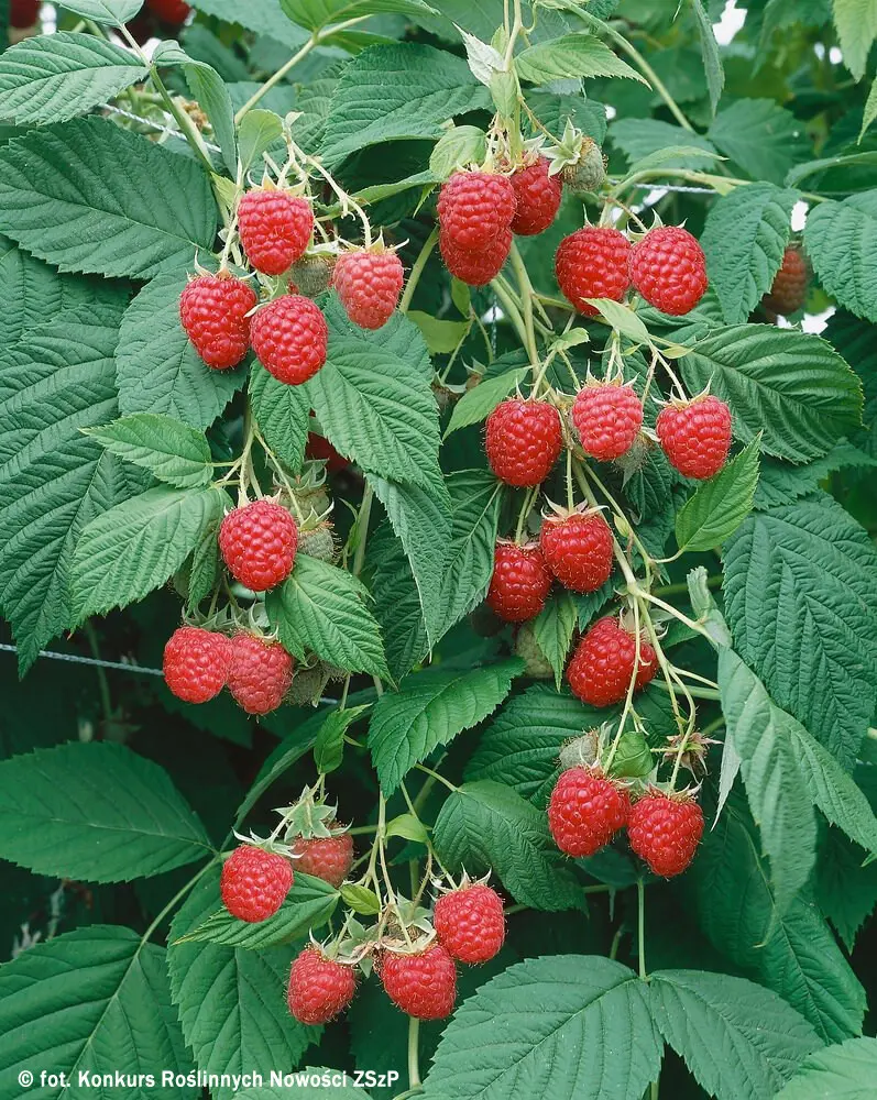 Rubus idaeus ‘Clarita’