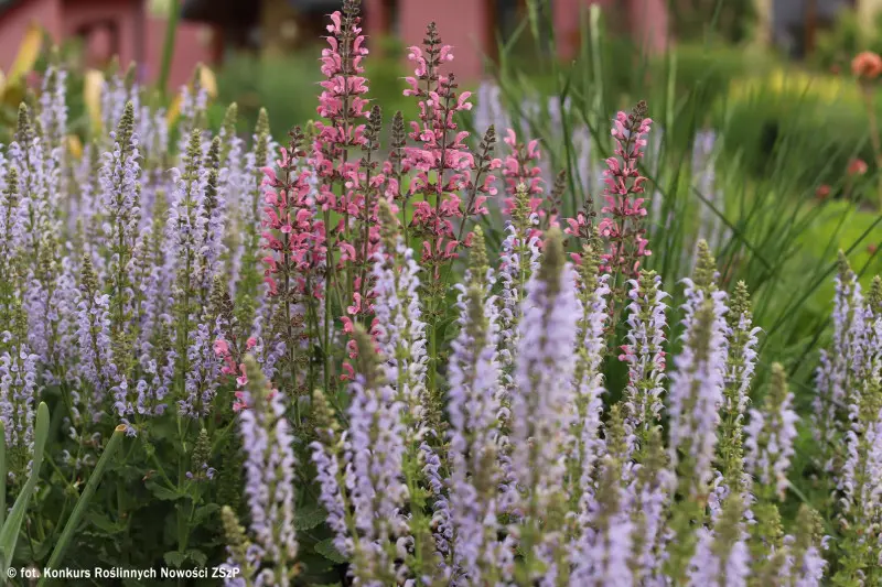 Salvia pratensis MEADOW PINK MOON