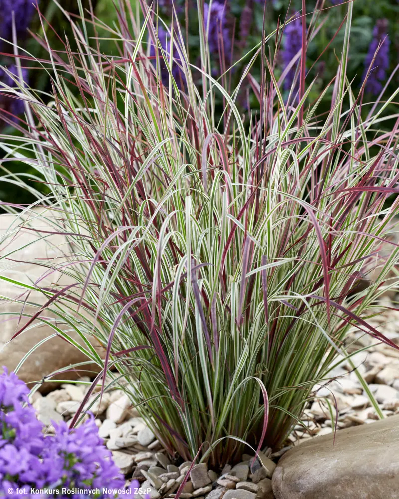 Schizachyrium scoparium ‘Chameleon’