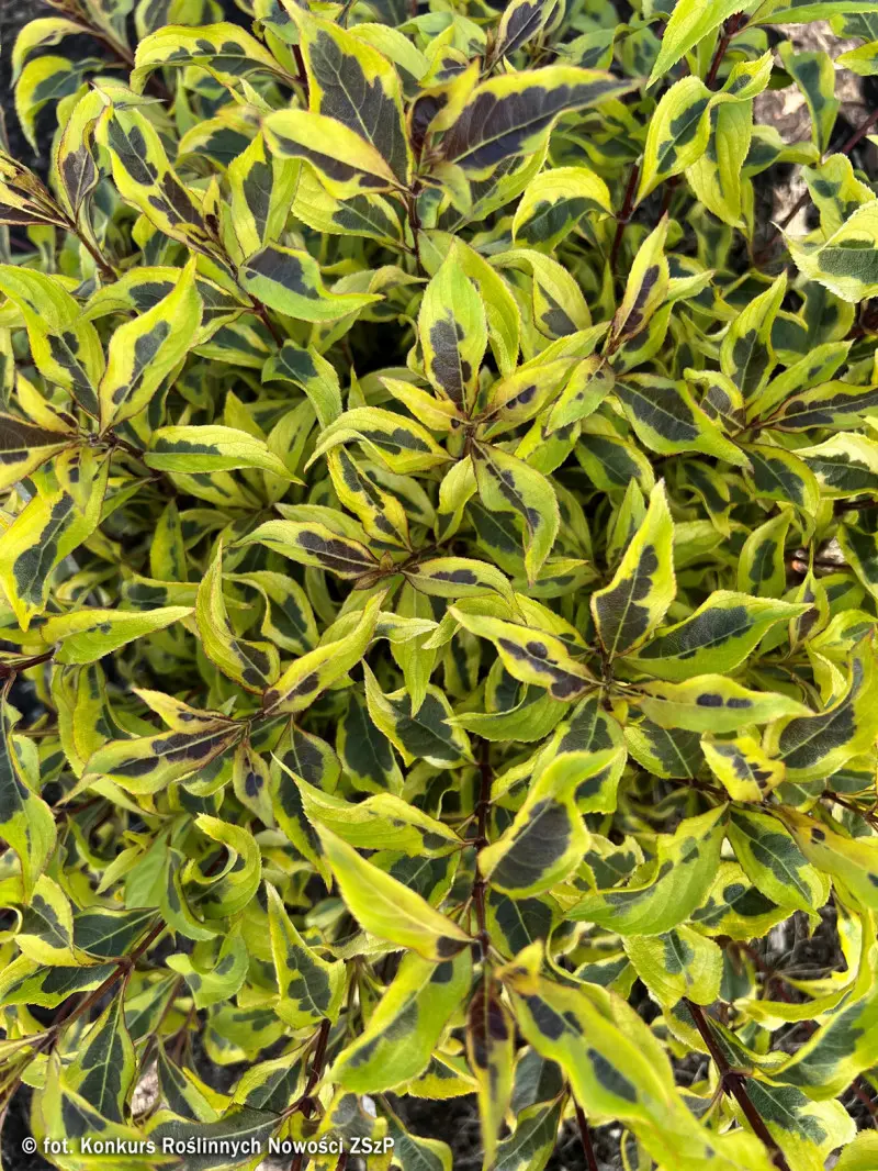 Weigela florida BUBBLY WINE