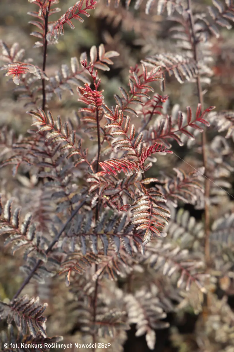 Zanthoxylum piperitum BLACK MAGIC