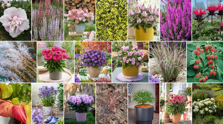 Roślinne hity – sprawdź, kto wygra Konkurs Roślinnych Nowości 2025